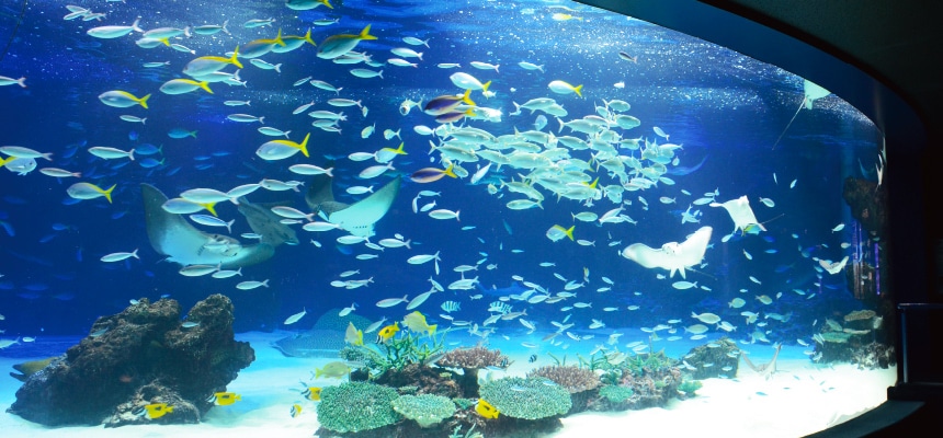 【千葉から気軽に行ける！】デートにおすすめ関東の水族館５選